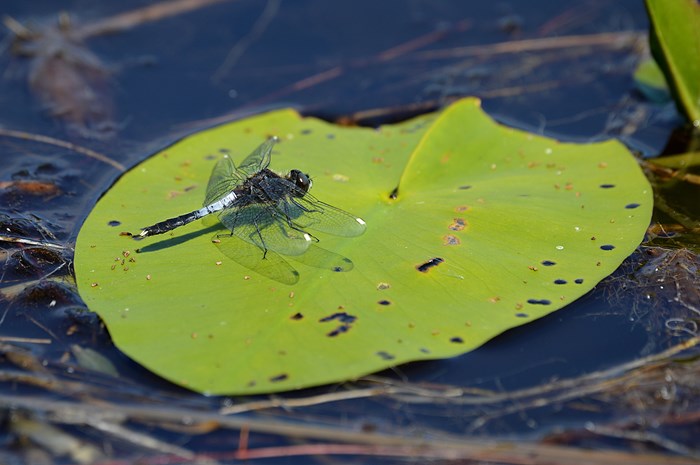 Insekt på grönt blad i sjö. Foto