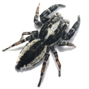 Grå-svart och vit spindel med orange fläckar på benen sedd ovanifrån och frilagd. Foto
