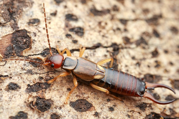 Blankt brun, gul och röd avlång insekt med delad stjärt på bark. Foto