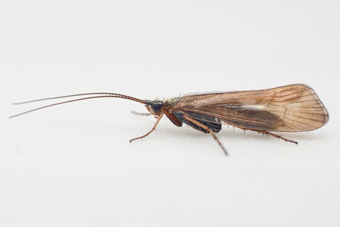 Insekt med långa antenner och långa, bakfällda vingar. Foto