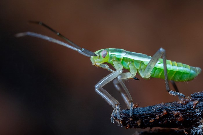 Något genomskinlig insekt med grön, kort avlång kropp samt ljusa ben och antenner. Foto