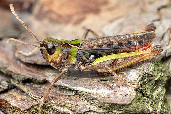 Grön-brun gräshoppa på bark. Foto