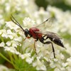 Röd och svart flygande insekt vid vita blommor. Foto