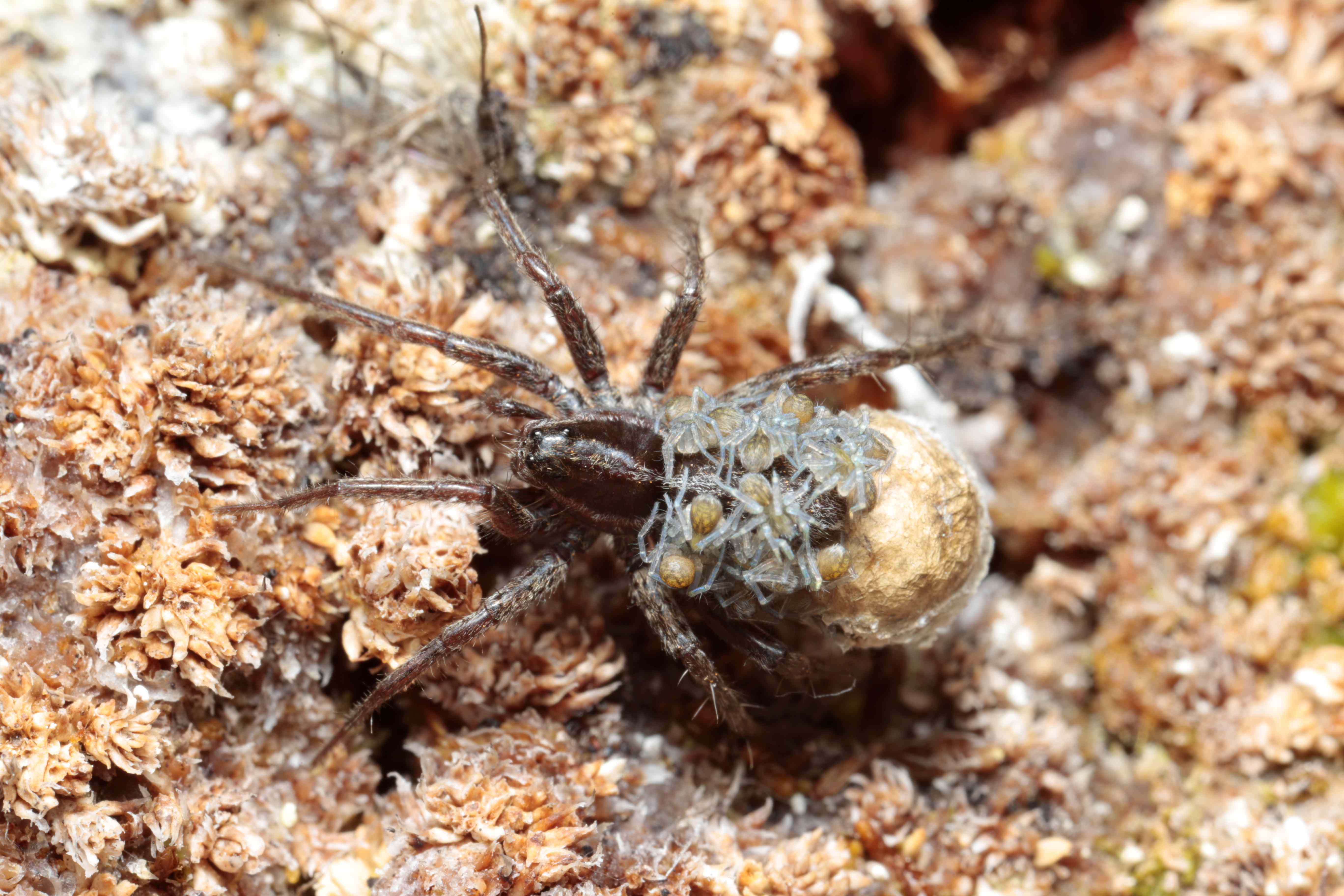 Mörk spindel med små spindelungar på ryggen. Foto