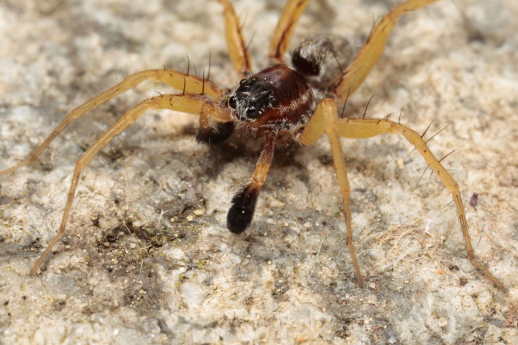 Spindel med gulaktiga ben. Foto