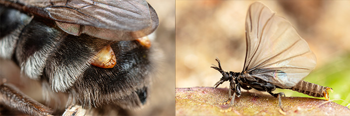 Två insektsbilder, till vänster hårig bakkropp i närbild, till höger helkroppsbild som visar vingar. Foto