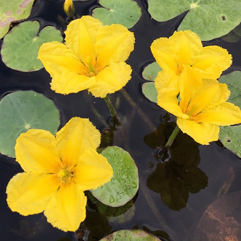 Fyra gula blommor sticker upp ur brunaktigt vatten, omgivna av gröna blad som ligger på ytan. Foto