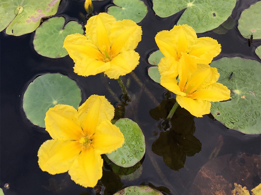 Fyra gula blommor sticker upp ur brunaktigt vatten, omgivna av gröna blad som ligger på ytan. Foto