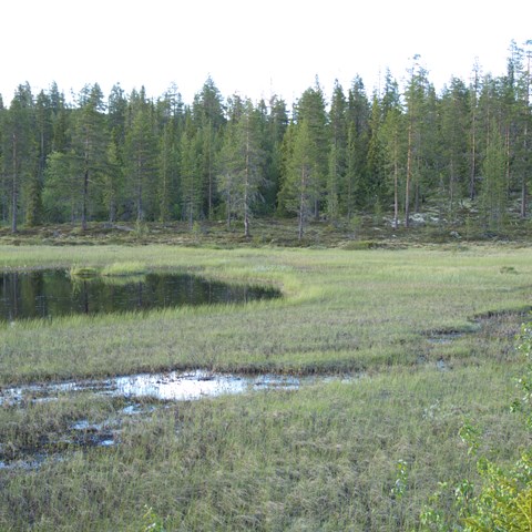 Våtmark med öppen vattenyta. Foto Sanna Nordström