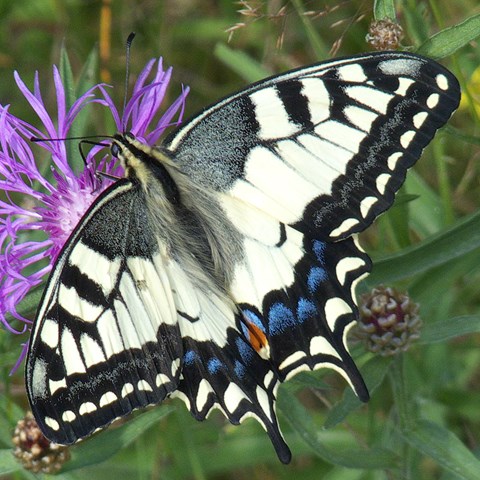 Svart- och vitmönstrad fjäril med  blå detaljer sträcker ut sina vingar. Foto