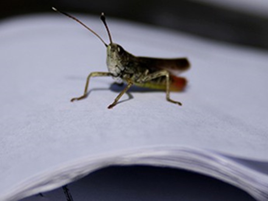 Grönaktig insekt med två antenner sitter på bunt med papper. Foto