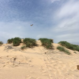Mås flyger över sanddyn