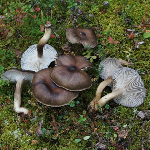 Närbildsfotografi av sju plockade brun-vita svampar som ligger på mossbeklädd mark