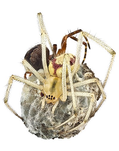 Ljusgul spindel med brun spindel bakom sitter med benen runt vad som ser ut som en sten inklädd i spindelväv. Foto