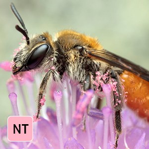 Närbild på bi som sitter på lila blomma. Foto
