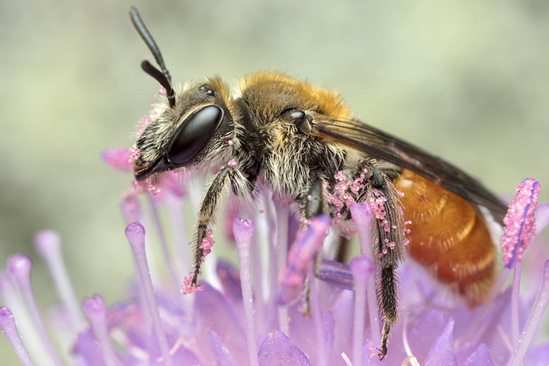Närbild på bi som samlar pollen på lila blomma. Foto
