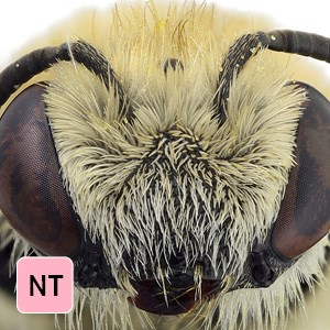 Huvud av ett bi. Foto