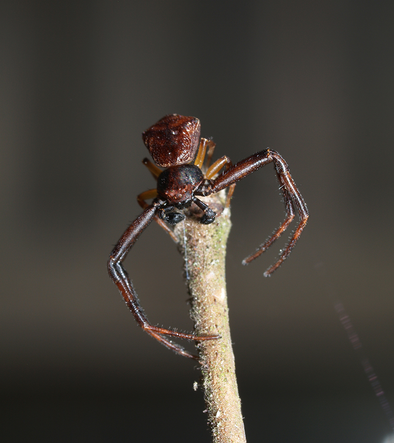 Spindel på en pinne. Foto