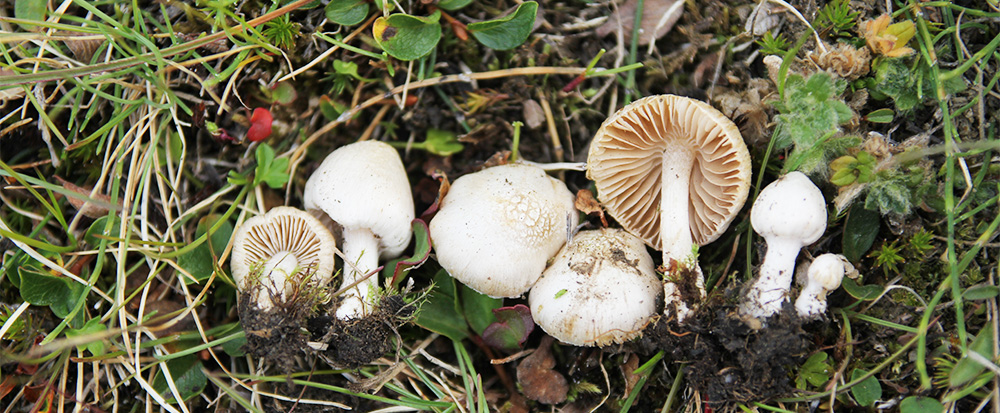 Ljusa svampar upplagda på rad på gräs. Foto