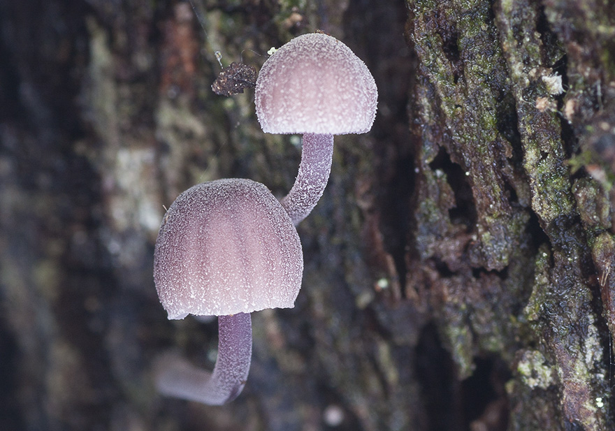 Ljust lilaskiftande svampar växer på bark. Foto