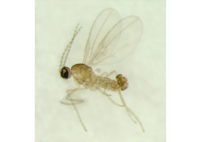 Bevingad, halvt transparent insekt syns pressad mot papper. Foto