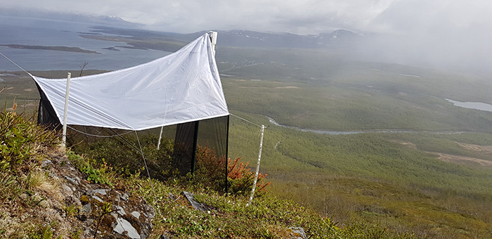 Tältliknande insektsfälla står i slänt med dal och fjällandskap i bakgrunden. Foto