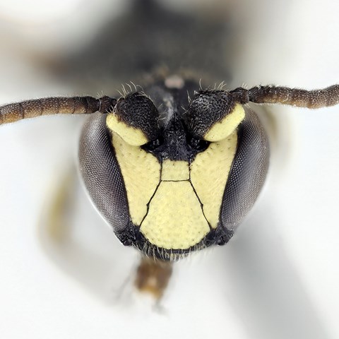 Rörcitronbi (Hylaeus pfankuchi) med karakteristisk ansiktsmask. Foto: Krister Hall