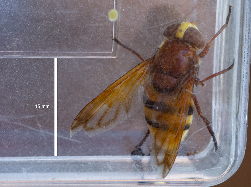 På bilderna från plastburken går det att mäta flugans kroppslängd till runt 20 mm. Foto: Martin Stoltze