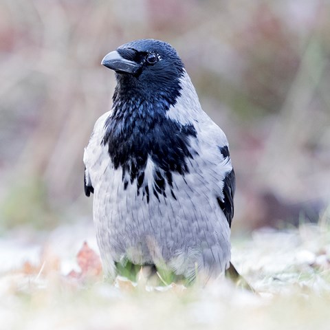 Gråkråka (Corvus corone cornix). Foto: Tomas Carlberg