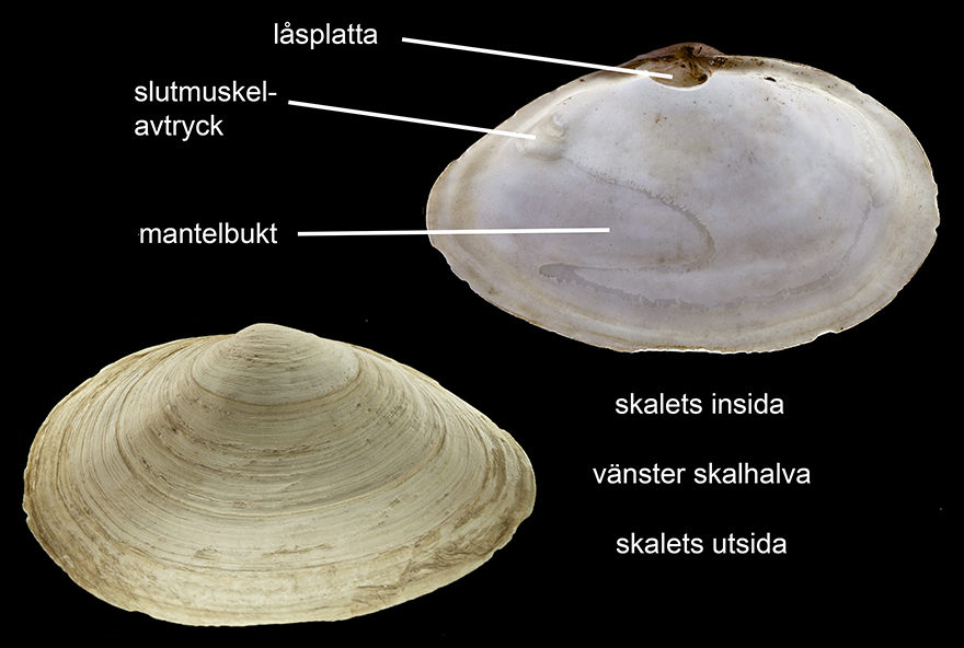 Sandmussla "Mya arenaria" är en stor, vitaktig mussla som man ofta hittar på stränder vid den svenska västkusten. Hos denna art finns en låsplatta på insidan i vänster skalhalva. Foto: Fredrik Pleijel