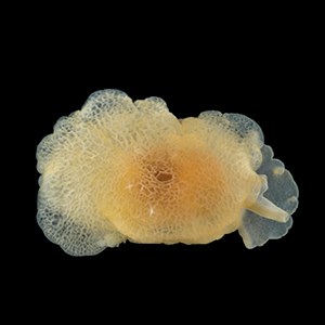 Gulaktig, delvis transparent svampdjurssnäcka syns mot svart bakgrund. Foto