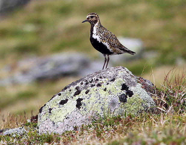 Brunspräcklig fågel med svart mage sitter på en sten. Foto