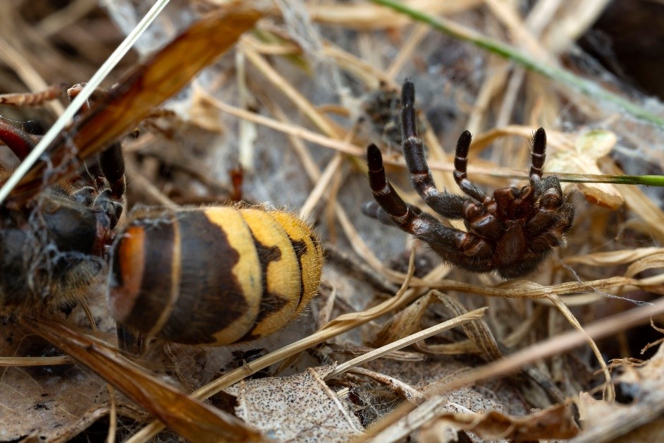 Spindelnär som fångat en insekt. Foto