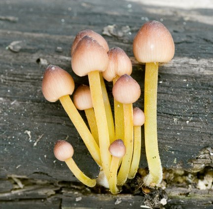 Små gula svampar med liten hatt växer ut från stam. Foto