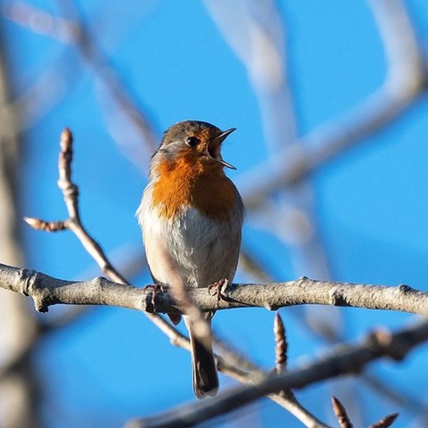 Fågel med röd hals och haka sitter på en gren. Foto