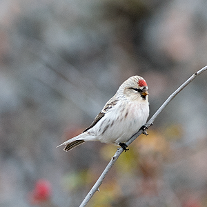 Gråvit fågel med röd fläck i pannan sitter på gren. Foto