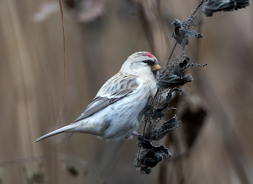 Gråvit fågel med röd fläck i pannan sitter på en kal gren. Foto