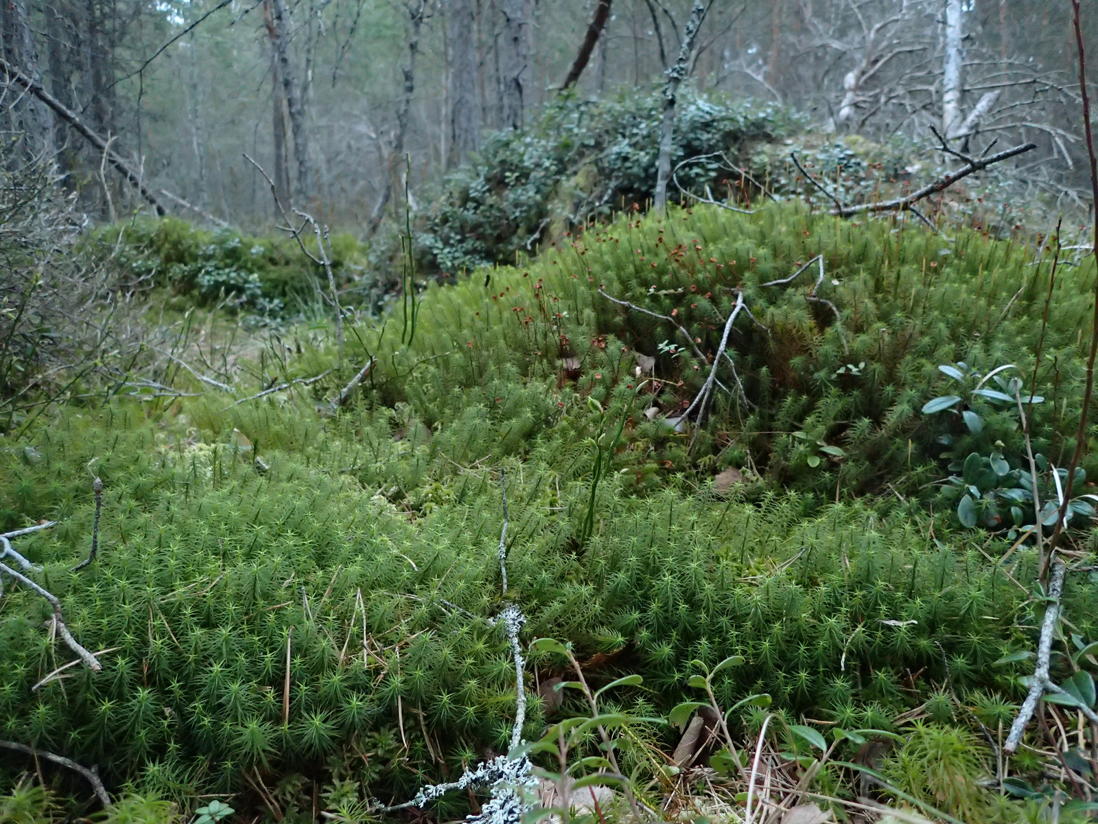 Grön mossa växer på marken bland träden. Foto