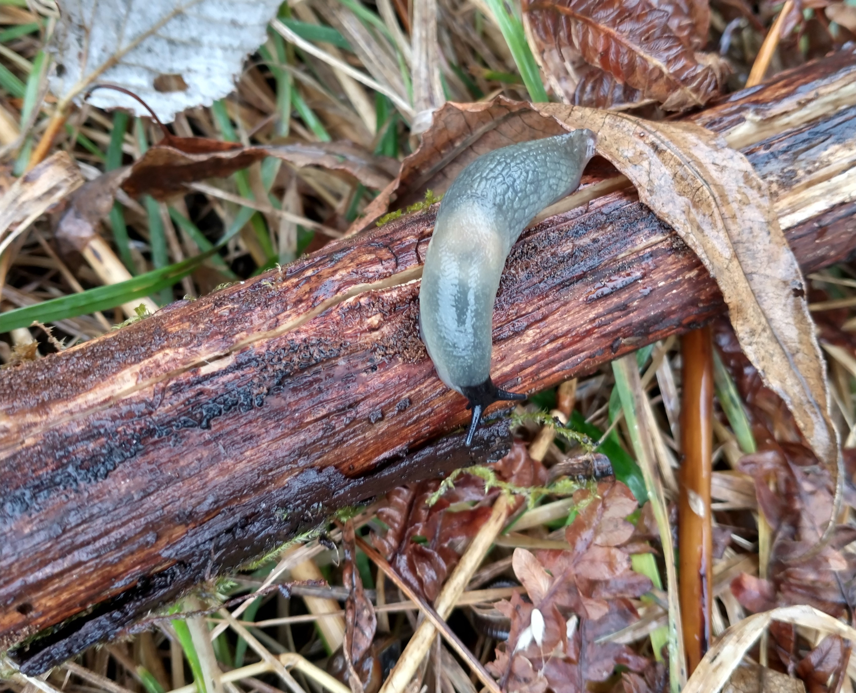 En gråbeige snigel med svart huvud ligger på en död gren på marken. Foto
