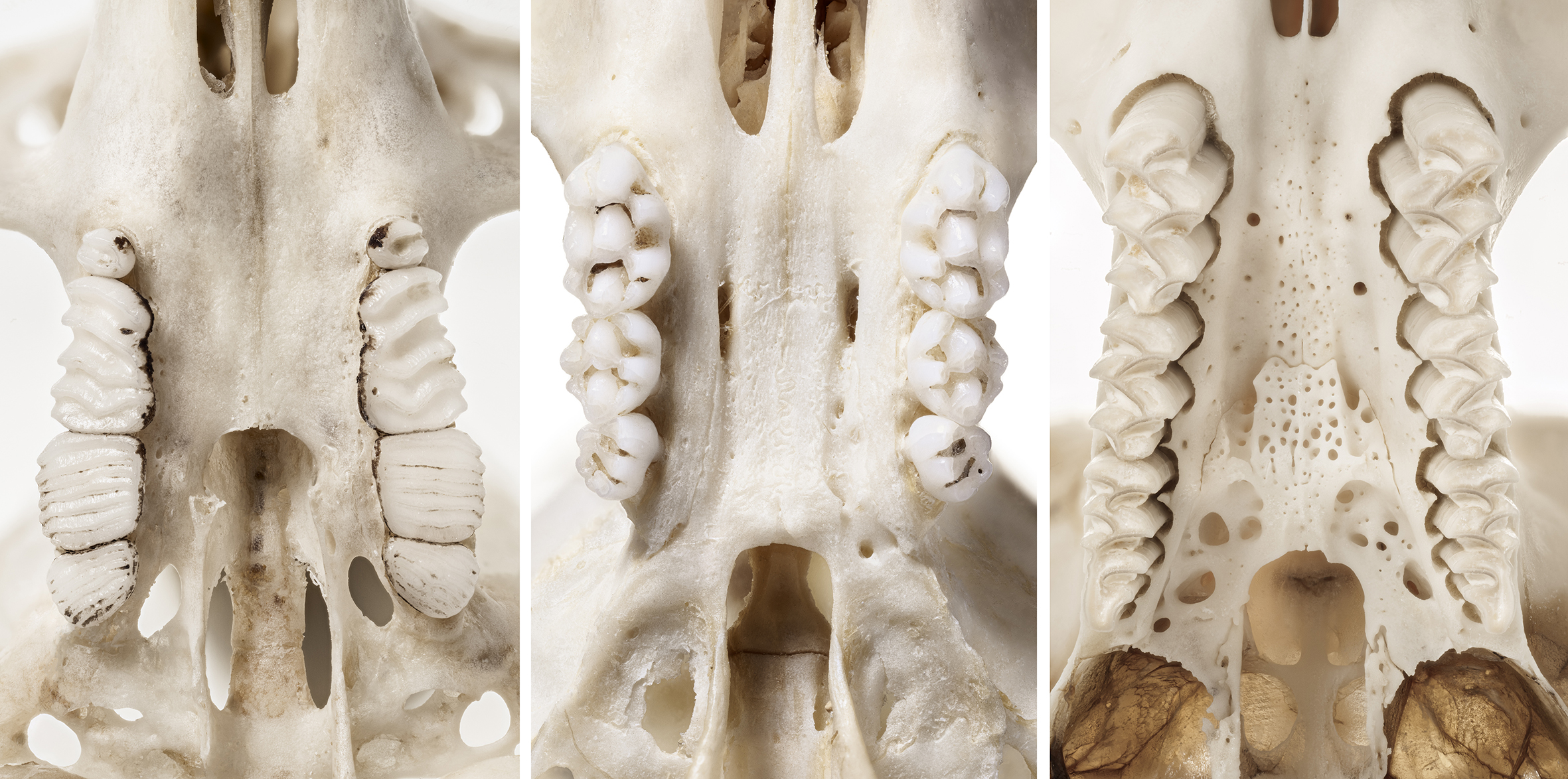 Skelett från tre överkäkar med tänder, sedda underifrån. Foton