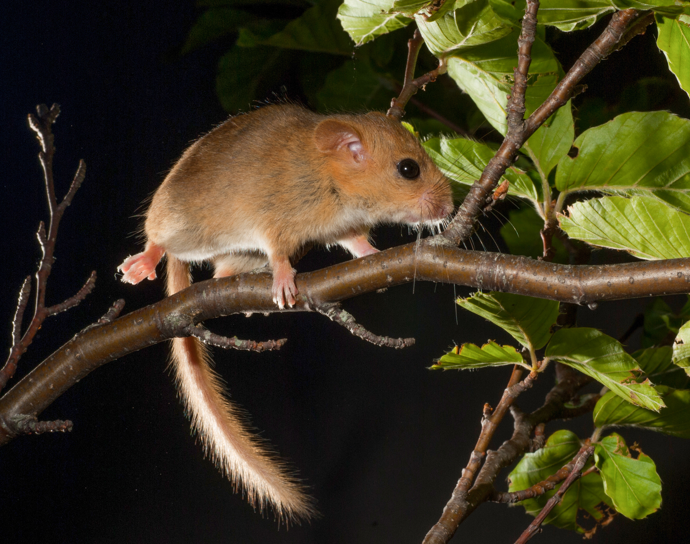 Rödaktig mus balanser på en gren. Foto