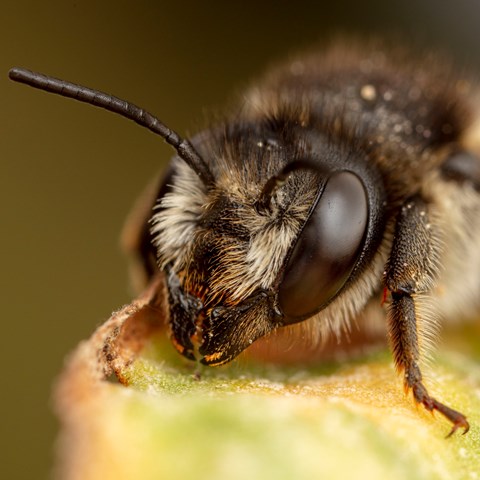 Närbild på framkropp av bi. Foto