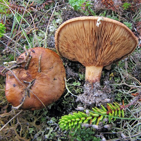 Bruna svampar ligger i grön mossa. Foto