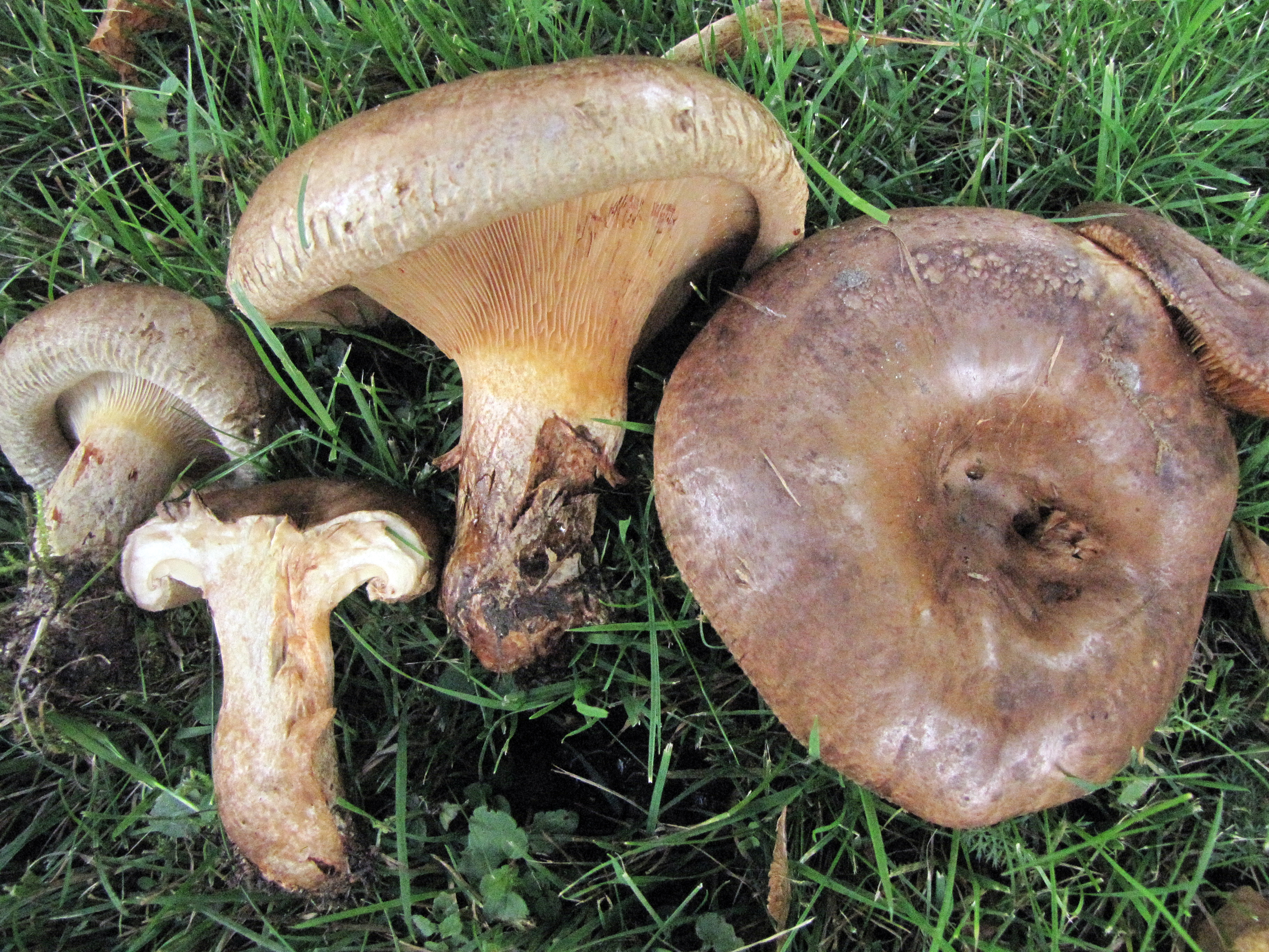 Flera svampar i grått och brunt ligger bredvid varandra i gräs. Foto