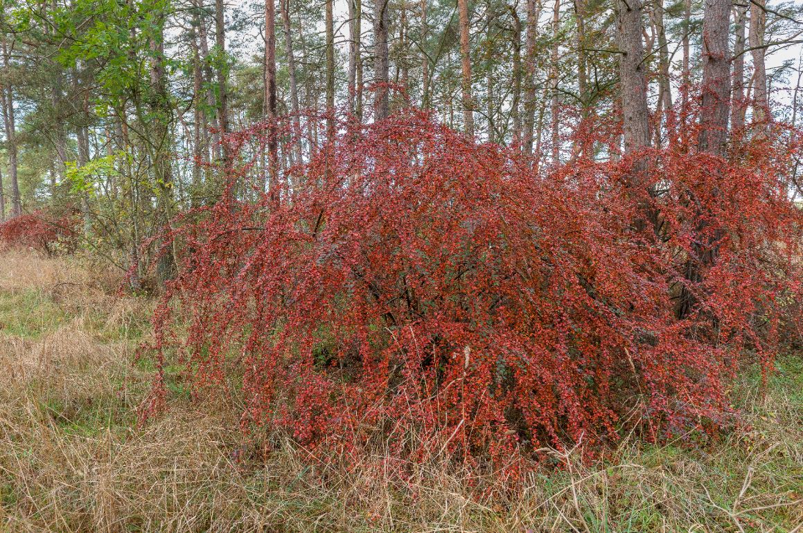Spretig buske med röda bär. Foto