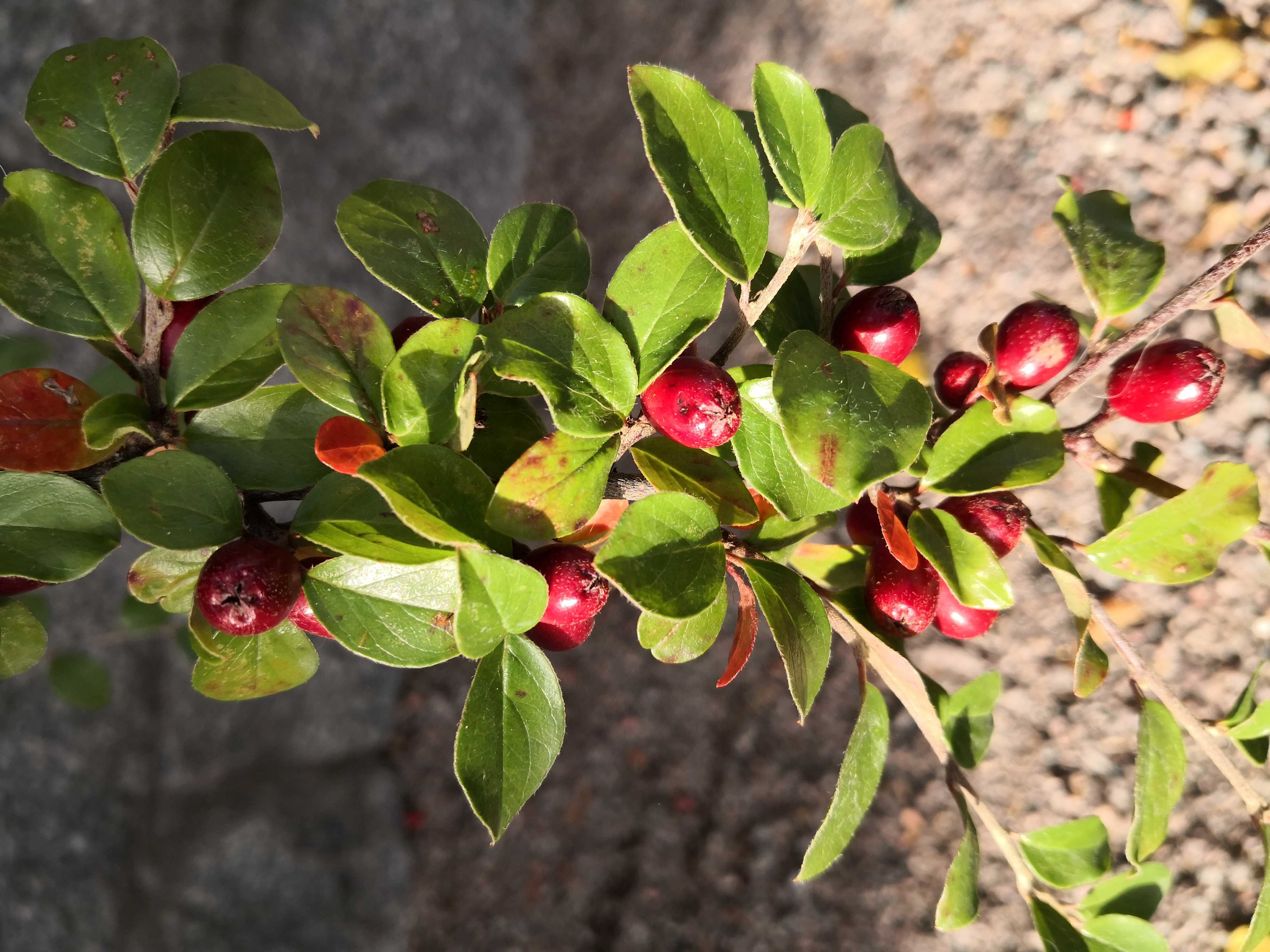 Röda bär och gröna blad på buske  i närbild. Foto