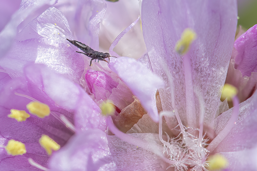 Svart, smal, lång insekt sitter i lila blomma. Foto