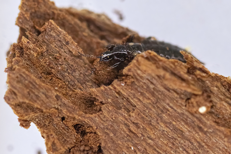 Svart lång smal insekt sitter på brun död ved. Foto