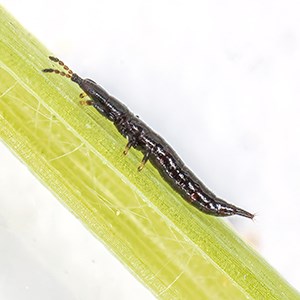 Lång smal svart insekt sitter på en grön stjälk. Foto