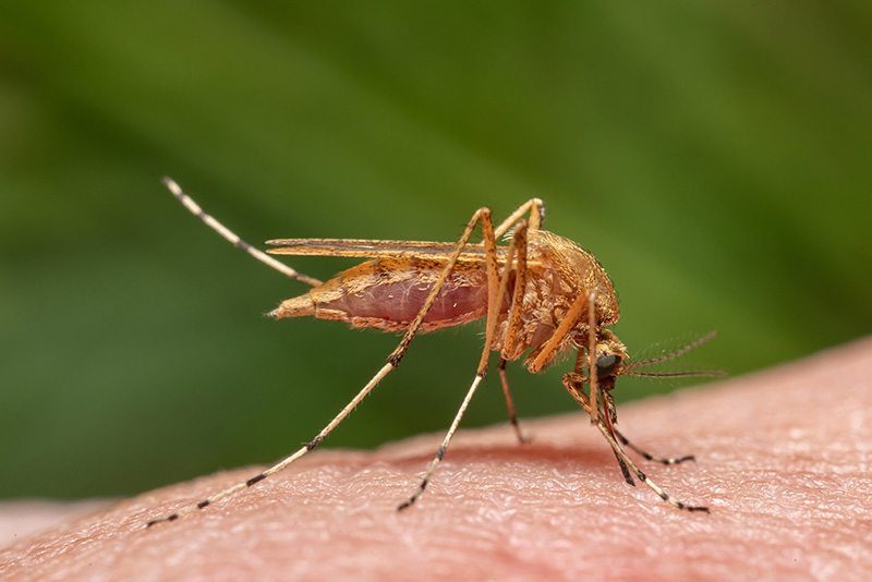 Smått hårig, guldfärgad mygga i närbild sitter på hud och suger blod. Foto